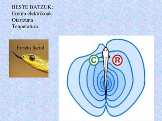 BESTE BATZUK:
Eremu elektrikoak
Oiartzuna
Tenperatura..
Foseta facial
 