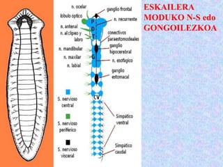 ESKAILERA
MODUKO N-S edo
GONGOILEZKOA
 