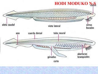 HODI MODUKO N-S
 