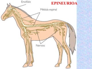 EPINEURIOA
 