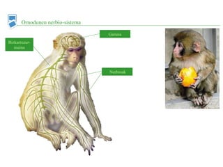 Ornodunen nerbio-sistema
Garuna
Nerbioak
Bizkarrezur-
muina
 