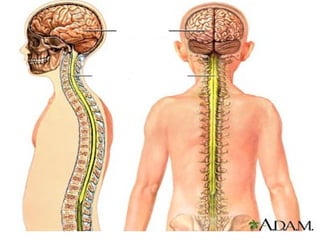 N-S ZENTRALA
ENTZEFALOA
BIZKARREZUR MUINA
 