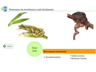 Gose
asea
Harremana eta koordinazioa izaki bizidunetan
Harremanen elementuak
3. Koordinatzaileak
• Nerbio-sistema
• Hormona-sistema
3
ITZULI
 