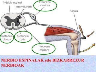 NERBIO ESPINALAK edo BIZKARREZUR
NERBIOAK
 