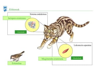 Estimulua
Jariapen-erantzuna
Mugimendu-erantzuna
Efektoreak
Guruinak
Muskuluak
Lokomozio-aparatua
Sistema endokrinoa
 
