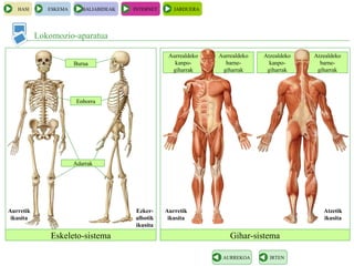 HASI ESKEMA BALIABIDEAK INTERNET JARDUERA
Lokomozio-aparatua
IRTENAURREKOA
Eskeleto-sistema Gihar-sistema
Adarrak
Aurrealdeko
kanpo-
giharrak
Aurrealdeko
barne-
giharrak
Aurretik
ikusita
Aurretik
ikusita
Atzealdeko
kanpo-
giharrak
Atzealdeko
barne-
giharrak
Atzetik
ikusita
Ezker-
albotik
ikusita
Burua
Enborra
 