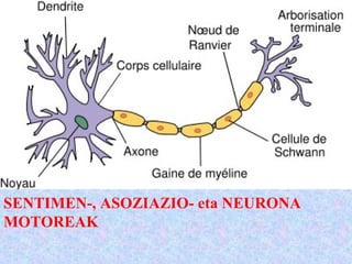 SENTIMEN-, ASOZIAZIO- eta NEURONA
MOTOREAK
 