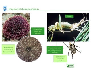 Lokomozio
azkarreko
animaliak
Ornogabeen lokomozio-aparatua
IRTEN
Substratuari
itsatsita bizi
diren animaliak
Muda
Exoeskeleto
gogor eta
zurruna
Exoeskeleto arina
eta artikulazioetan
malgua
 