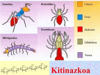 Kitinazkoa
 
