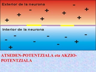 ATSEDEN-POTENTZIALA eta AKZIO-
POTENTZIALA
 