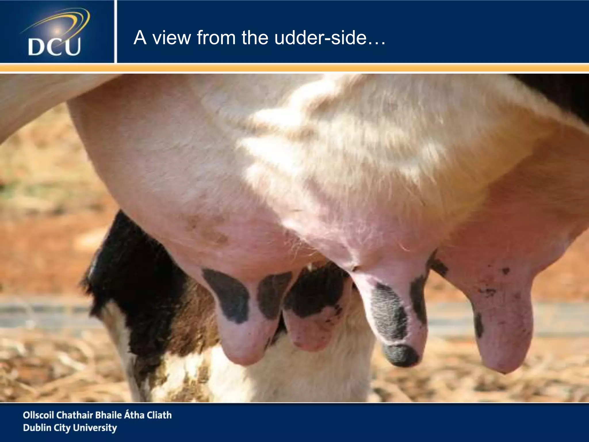 A view from the udder-side…
 