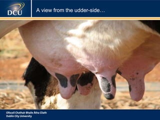 A view from the udder-side…
 