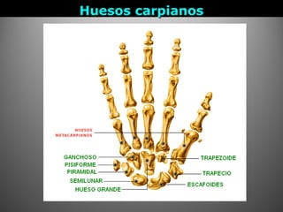 Huesos carpianosHuesos carpianos
 