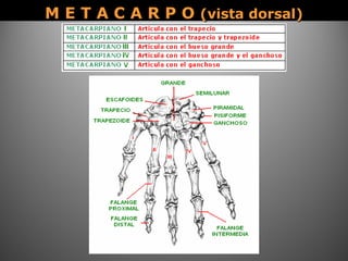 M E T A C A R P OM E T A C A R P O (vista dorsal)(vista dorsal)
 