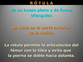 Es un hueso plano y de formaEs un hueso plano y de forma
triangular.triangular.
La rótula permite la articulación delLa rótula permite la articulación del
fémur con la tibia y evita quefémur con la tibia y evita que
la pierna se doble hacia delante.la pierna se doble hacia delante.
Se ubica en la parte anteriorSe ubica en la parte anterior
de la rodilla.de la rodilla.
R Ó T U L AR Ó T U L A
 