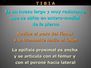 Es un hueso largo y muy resistente,Es un hueso largo y muy resistente,
que se ubica en antero-medialque se ubica en antero-medial
de la piernade la pierna
La epífisis proximal es anchaLa epífisis proximal es ancha
y se articula con el fémur yy se articula con el fémur y
con el peroné hacia lateralcon el peroné hacia lateral
Recibe el peso del fémurRecibe el peso del fémur
y lo transmite hacia el talóny lo transmite hacia el talón
T I B I AT I B I A
 