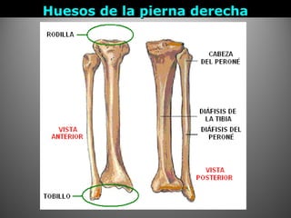 Huesos de la pierna derechaHuesos de la pierna derecha
 