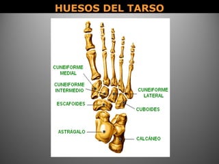 HUESOS DEL TARSOHUESOS DEL TARSO
 