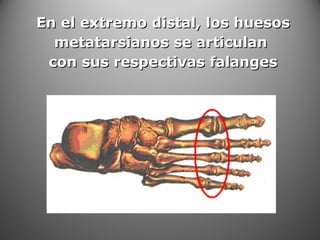 En el extremo distal, los huesosEn el extremo distal, los huesos
metatarsianos se articulanmetatarsianos se articulan
con sus respectivas falangescon sus respectivas falanges
 