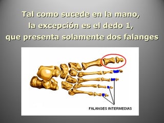 Tal como sucede en la mano,Tal como sucede en la mano,
la excepción es el dedo 1,la excepción es el dedo 1,
que presenta solamente dos falangesque presenta solamente dos falanges
 