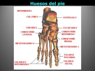 Huesos del pieHuesos del pie
 