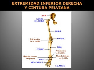 EXTREMIDAD INFERIOR DERECHAEXTREMIDAD INFERIOR DERECHA
Y CINTURA PELVIANAY CINTURA PELVIANA
 