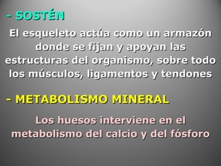- SOSTÉN- SOSTÉN
El esqueleto actúa como un armazónEl esqueleto actúa como un armazón
donde se fijan y apoyan lasdonde se fijan y apoyan las
estructuras del organismo, sobre todoestructuras del organismo, sobre todo
los músculos, ligamentos y tendoneslos músculos, ligamentos y tendones
- METABOLISMO MINERAL- METABOLISMO MINERAL
Los huesos interviene en elLos huesos interviene en el
metabolismo del calcio y del fósforometabolismo del calcio y del fósforo
 