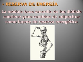 - RESERVA DE ENERGÍA- RESERVA DE ENERGÍA
La médula ósea amarilla de las diáfisisLa médula ósea amarilla de las diáfisis
contiene gran cantidad de adipocitoscontiene gran cantidad de adipocitos
como fuente de reserva energéticacomo fuente de reserva energética
 