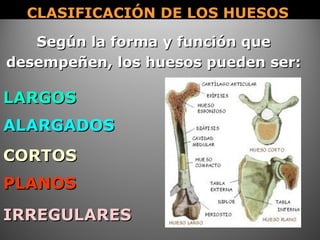 CLASIFICACIÓN DE LOS HUESOSCLASIFICACIÓN DE LOS HUESOS
Según la forma y función queSegún la forma y función que
desempeñen, los huesos pueden ser:desempeñen, los huesos pueden ser:
LARGOSLARGOS
ALARGADOSALARGADOS
CORTOSCORTOS
IRREGULARESIRREGULARES
PLANOSPLANOS
 