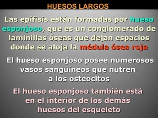 HUESOS LARGOSHUESOS LARGOS
El hueso esponjoso posee numerososEl hueso esponjoso posee numerosos
vasos sanguíneos que nutrenvasos sanguíneos que nutren
a los osteocitosa los osteocitos
El hueso esponjoso también estáEl hueso esponjoso también está
en el interior de los demásen el interior de los demás
huesos del esqueletohuesos del esqueleto
Las epífisis están formadas porLas epífisis están formadas por huesohueso
esponjosoesponjoso, que es un conglomerado de, que es un conglomerado de
laminillas óseas que dejan espacioslaminillas óseas que dejan espacios
donde se aloja ladonde se aloja la médula ósea rojamédula ósea roja
 