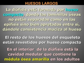 HUESOS LARGOSHUESOS LARGOS
El resto de los huesos del esqueletoEl resto de los huesos del esqueleto
están revestidos por hueso compactoestán revestidos por hueso compacto
En el interior de la diáfisis está laEn el interior de la diáfisis está la
cavidad medular que contiene lacavidad medular que contiene la
médula ósea amarillamédula ósea amarilla en los adultosen los adultos
La diáfisis está formada porLa diáfisis está formada por huesohueso
compactocompacto, donde las laminillas óseas, donde las laminillas óseas
no están separadas como en lasno están separadas como en las
epífisis sino bien apretadas entre sí,epífisis sino bien apretadas entre sí,
dándole consistencia maciza al huesodándole consistencia maciza al hueso
 