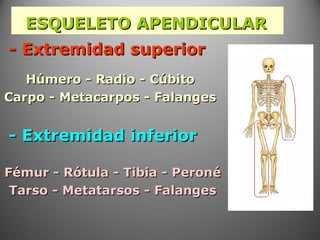 - Extremidad superior- Extremidad superior
Húmero - Radio - CúbitoHúmero - Radio - Cúbito
Carpo - Metacarpos - FalangesCarpo - Metacarpos - Falanges
- Extremidad inferior- Extremidad inferior
Fémur - Rótula - Tibia - PeronéFémur - Rótula - Tibia - Peroné
Tarso - Metatarsos - FalangesTarso - Metatarsos - Falanges
ESQUELETO APENDICULARESQUELETO APENDICULAR
 