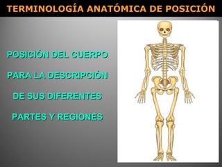 TERMINOLOGÍA ANATÓMICA DE POSICIÓNTERMINOLOGÍA ANATÓMICA DE POSICIÓN
POSICIÓN DEL CUERPOPOSICIÓN DEL CUERPO
PARA LA DESCRIPCIÓNPARA LA DESCRIPCIÓN
DE SUS DIFERENTESDE SUS DIFERENTES
PARTES Y REGIONESPARTES Y REGIONES
 