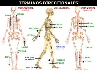 TÉRMINOS DIRECCIONALESTÉRMINOS DIRECCIONALES
 