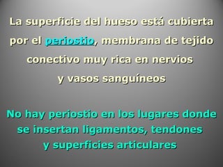La superficie del hueso está cubiertaLa superficie del hueso está cubierta
por elpor el periostioperiostio, membrana de tejido, membrana de tejido
conectivo muy rica en nerviosconectivo muy rica en nervios
y vasos sanguíneosy vasos sanguíneos
No hay periostio en los lugares dondeNo hay periostio en los lugares donde
se insertan ligamentos, tendonesse insertan ligamentos, tendones
y superficies articularesy superficies articulares
 