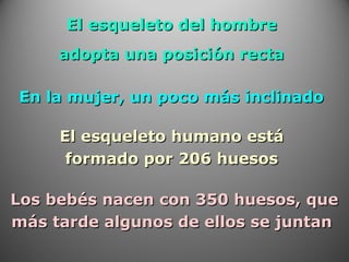 El esqueleto del hombreEl esqueleto del hombre
adopta una posición rectaadopta una posición recta
El esqueleto humano estáEl esqueleto humano está
formado por 206 huesosformado por 206 huesos
En la mujer, un poco más inclinadoEn la mujer, un poco más inclinado
Los bebés nacen con 350 huesos, queLos bebés nacen con 350 huesos, que
más tarde algunos de ellos se juntanmás tarde algunos de ellos se juntan
 