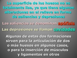 La superficie de los huesos no esLa superficie de los huesos no es
totalmente lisa, ya que tiene algunastotalmente lisa, ya que tiene algunas
alteraciones en el relieve en formaalteraciones en el relieve en forma
de saliencias y depresionesde saliencias y depresiones
Las saliencias se denominanLas saliencias se denominan apófisisapófisis
Algunas de estas dos formacionesAlgunas de estas dos formaciones
sirven para la articulación de dossirven para la articulación de dos
o más huesos en algunos casos,o más huesos en algunos casos,
o para la inserción de músculoso para la inserción de músculos
y ligamentos en otrosy ligamentos en otros
Las depresiones se llamanLas depresiones se llaman cavidadescavidades
 
