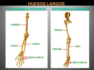 HUESOS LARGOSHUESOS LARGOS
EXTREMIDAD SUPERIOR EXTREMIDAD INFERIOREXTREMIDAD SUPERIOR EXTREMIDAD INFERIOR
 