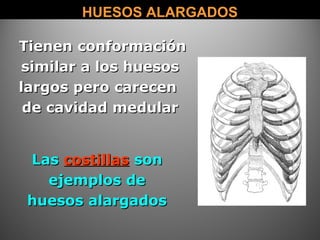 HUESOS ALARGADOSHUESOS ALARGADOS
Tienen conformaciónTienen conformación
similar a los huesossimilar a los huesos
largos pero carecenlargos pero carecen
de cavidad medularde cavidad medular
LasLas costillascostillas sonson
ejemplos deejemplos de
huesos alargadoshuesos alargados
 