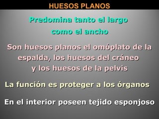HUESOS PLANOSHUESOS PLANOS
Predomina tanto el largoPredomina tanto el largo
como el anchocomo el ancho
En el interior poseen tejido esponjosoEn el interior poseen tejido esponjoso
La función es proteger a los órganosLa función es proteger a los órganos
Son huesos planos el omóplato de laSon huesos planos el omóplato de la
espalda, los huesos del cráneoespalda, los huesos del cráneo
y los huesos de la pelvisy los huesos de la pelvis
 
