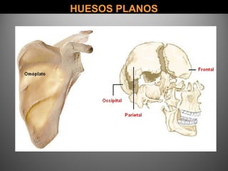 HUESOS PLANOSHUESOS PLANOS
 