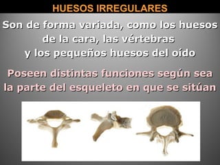 HUESOS IRREGULARESHUESOS IRREGULARES
Son de forma variada, como los huesosSon de forma variada, como los huesos
de la cara, las vértebrasde la cara, las vértebras
y los pequeños huesos del oídoy los pequeños huesos del oído
Poseen distintas funciones según seaPoseen distintas funciones según sea
la parte del esqueleto en que se sitúanla parte del esqueleto en que se sitúan
 