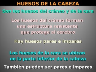 HUESOS DE LA CABEZAHUESOS DE LA CABEZA
Son los huesos del cráneo y de la caraSon los huesos del cráneo y de la cara
También pueden ser pares e imparesTambién pueden ser pares e impares
Hay huesos pares e imparesHay huesos pares e impares
Los huesos del cráneo formanLos huesos del cráneo forman
una estructura resistenteuna estructura resistente
que protege al cerebroque protege al cerebro
Los huesos de la cara se ubicanLos huesos de la cara se ubican
en la parte inferior de la cabezaen la parte inferior de la cabeza
 