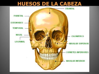HUESOS DE LA CABEZAHUESOS DE LA CABEZA
 