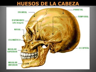 HUESOS DE LA CABEZAHUESOS DE LA CABEZA
 
