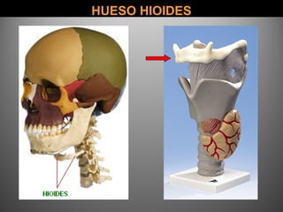 HUESO HIOIDESHUESO HIOIDES
 