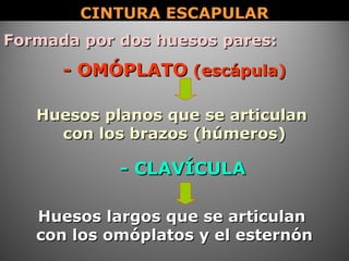 CINTURA ESCAPULARCINTURA ESCAPULAR
Formada por dos huesos pares:Formada por dos huesos pares:
- OMÓPLATO- OMÓPLATO (escápula)(escápula)
- CLAVÍCULA- CLAVÍCULA
Huesos planos que se articulanHuesos planos que se articulan
con los brazos (húmeros)con los brazos (húmeros)
Huesos largos que se articulanHuesos largos que se articulan
con los omóplatos y el esternóncon los omóplatos y el esternón
 