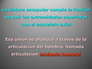La cintura escapular cumple la funciónLa cintura escapular cumple la función
de unir las extremidades superioresde unir las extremidades superiores
con el esqueleto axialcon el esqueleto axial
Esa unión se produce a través de laEsa unión se produce a través de la
articulación del hombro, llamadaarticulación del hombro, llamada
articulaciónarticulación escápulo-humeralescápulo-humeral
 