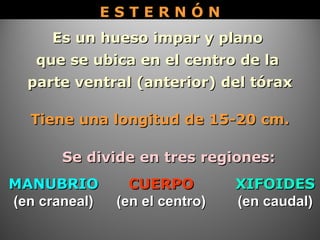 Es un hueso impar y planoEs un hueso impar y plano
que se ubica en el centro de laque se ubica en el centro de la
parte ventral (anterior) del tóraxparte ventral (anterior) del tórax
Tiene una longitud de 15-20 cm.Tiene una longitud de 15-20 cm.
E S T E R N Ó NE S T E R N Ó N
MANUBRIOMANUBRIO
(en craneal)(en craneal)
CUERPOCUERPO
(en el centro)(en el centro)
XIFOIDESXIFOIDES
(en caudal)(en caudal)
Se divide en tres regiones:Se divide en tres regiones:
 