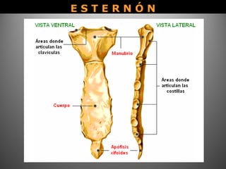 E S T E R N Ó NE S T E R N Ó N
 